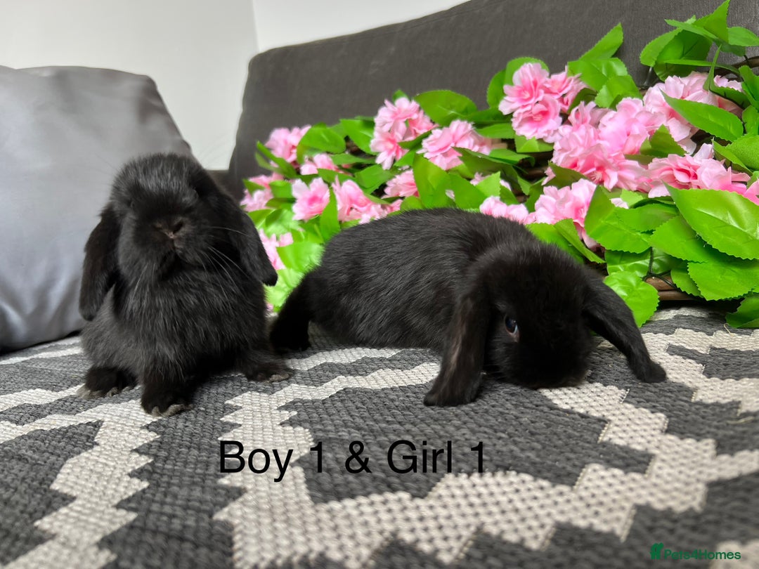 Mini Lop rabbits for sale: Stunning litter of 5 MINI LOPS ready to reserve  - Image 10
