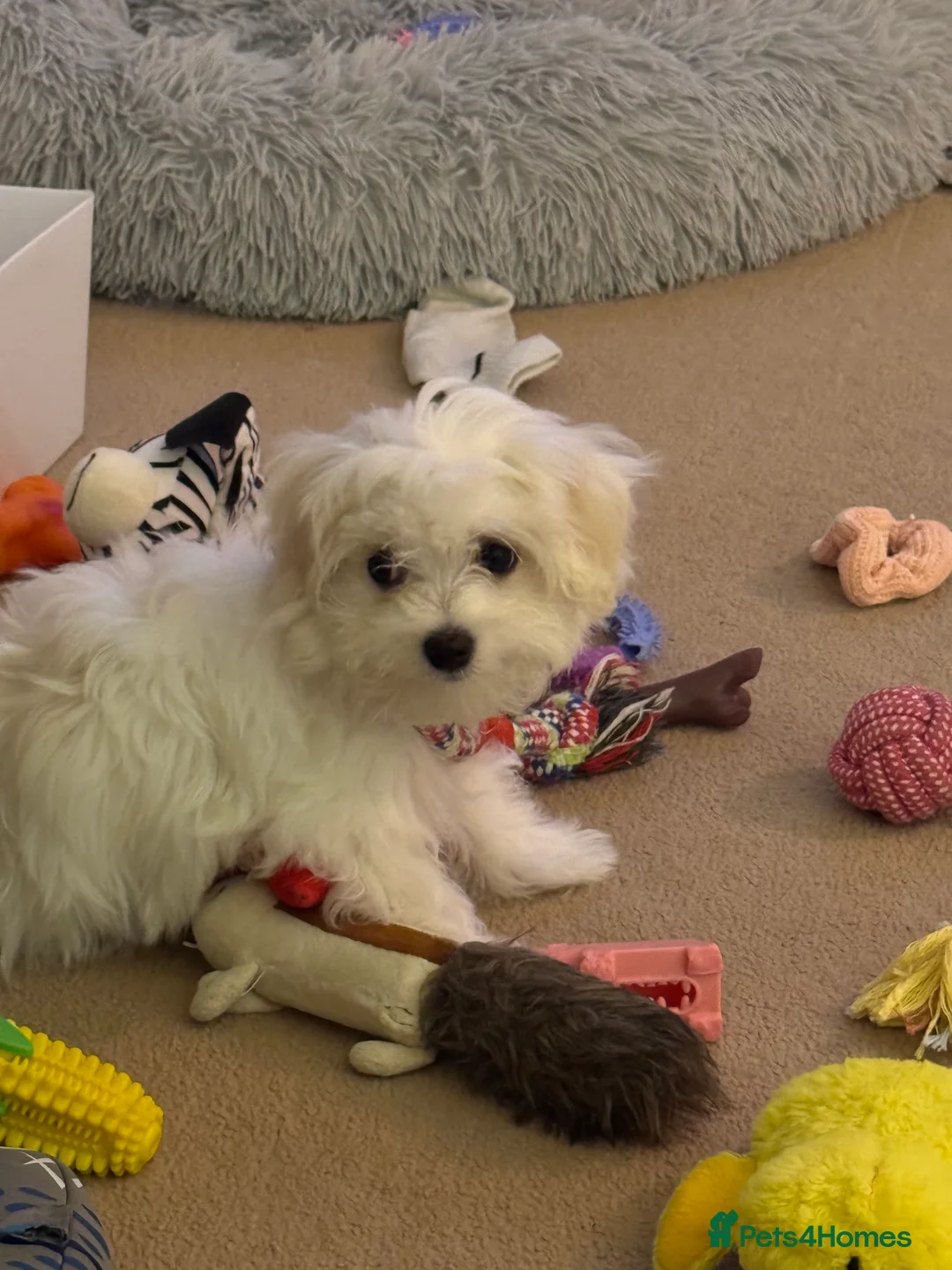 Maltese dogs for sale: 5 generation KC registered Maltese - Advert 15