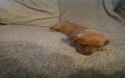 Dachshund dogs for sale: Adorable Dachshund Puppies for Sale - Image 9