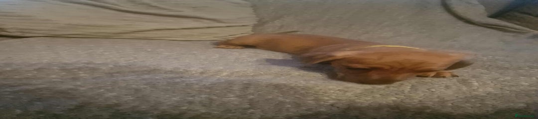 Dachshund Puppy 3