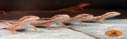 Bearded Dragon reptiles for sale: Red Monster /Zero Baby Bearded Dragons ready to go - Advert 4