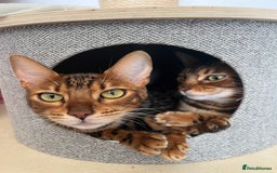 Bengal cats for sale: Beautiful Female Cat🥰🥰🥰🥰🥰 - Image 4