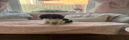 Cocker Spaniel dogs for sale: Beautiful litter of cocker spaniel puppies - Advert 2