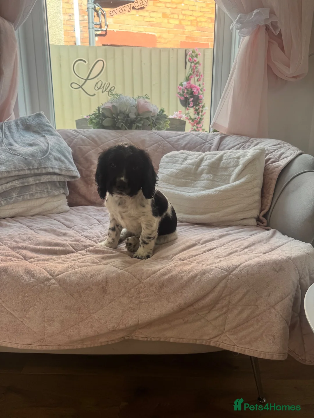Cocker Spaniel dogs for sale: Beautiful litter of cocker spaniel puppies - Advert 2