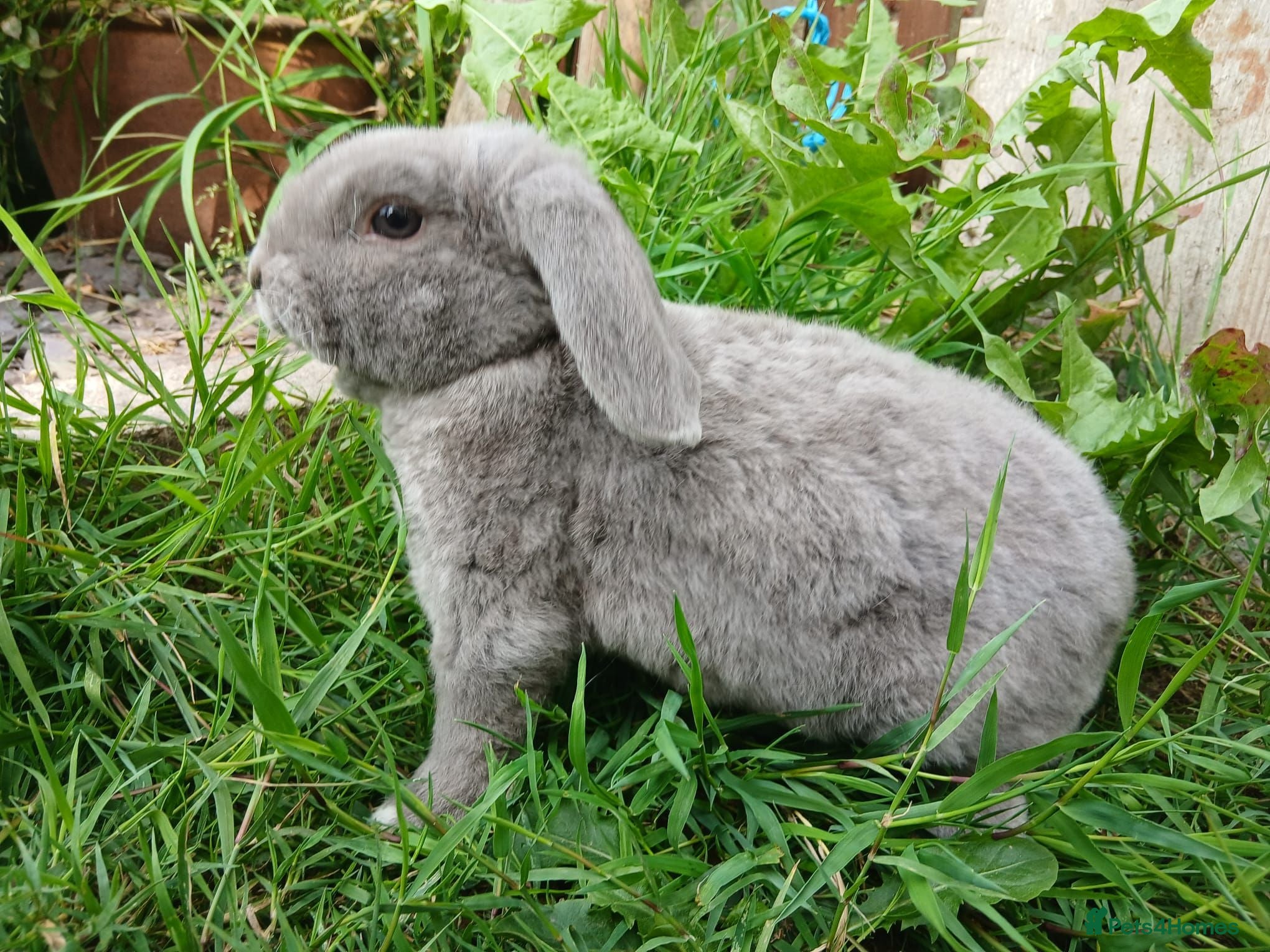Mini Lop rabbits Plush Mini lop - Advert 1