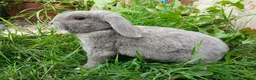 Mini Lop rabbits for sale: Plush Mini lop - Advert 1