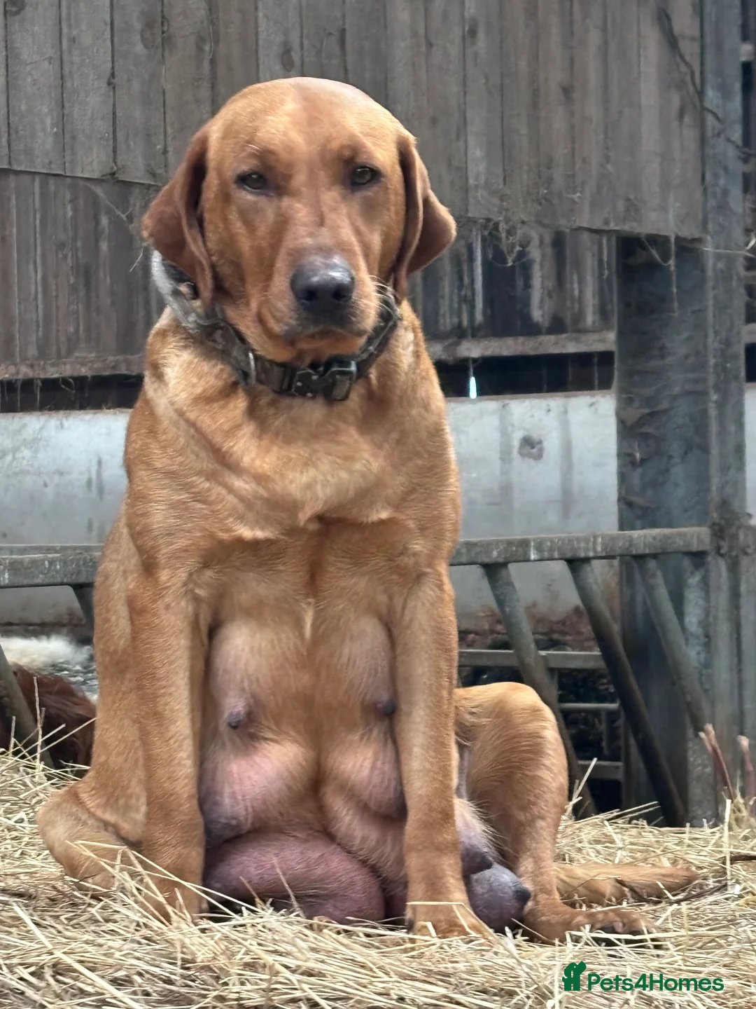 Labrador Retriever dogs for sale: Puppy Red fox labradors  - Advert 21