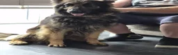 German Shepherd dogs for sale: BEAUTIFUL LOYAL GERMAN SHEPHERD GIRL SHADOW - Advert 4