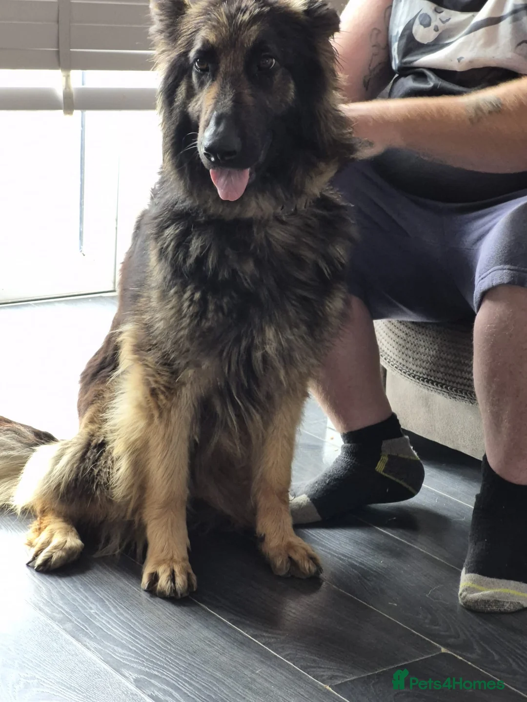 German Shepherd dogs for sale: BEAUTIFUL LOYAL GERMAN SHEPHERD GIRL SHADOW - Advert 4