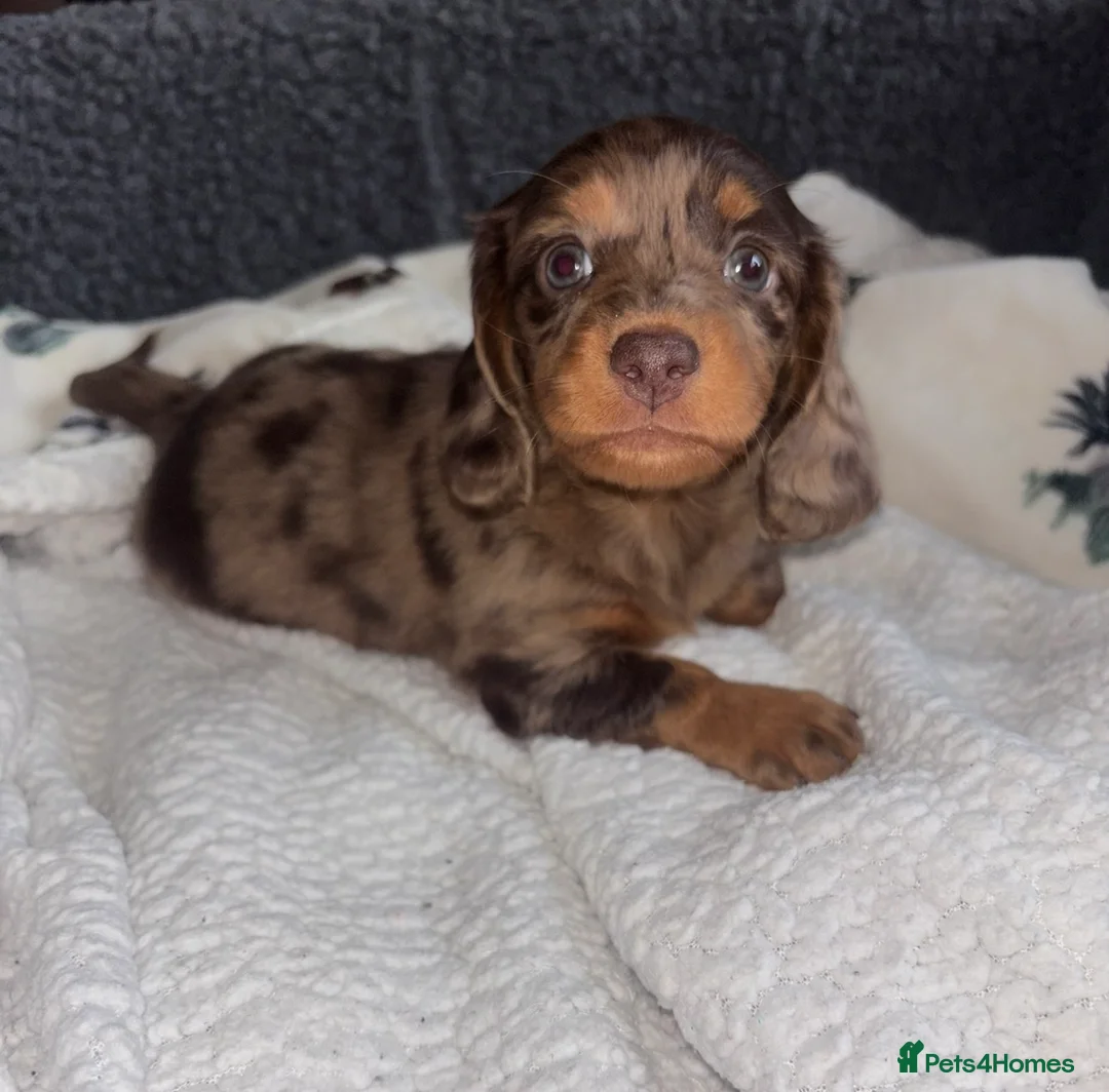 Dachshund dogs for sale: Miniature dachshund puppies 🐶long: smooth hair  - Advert 18