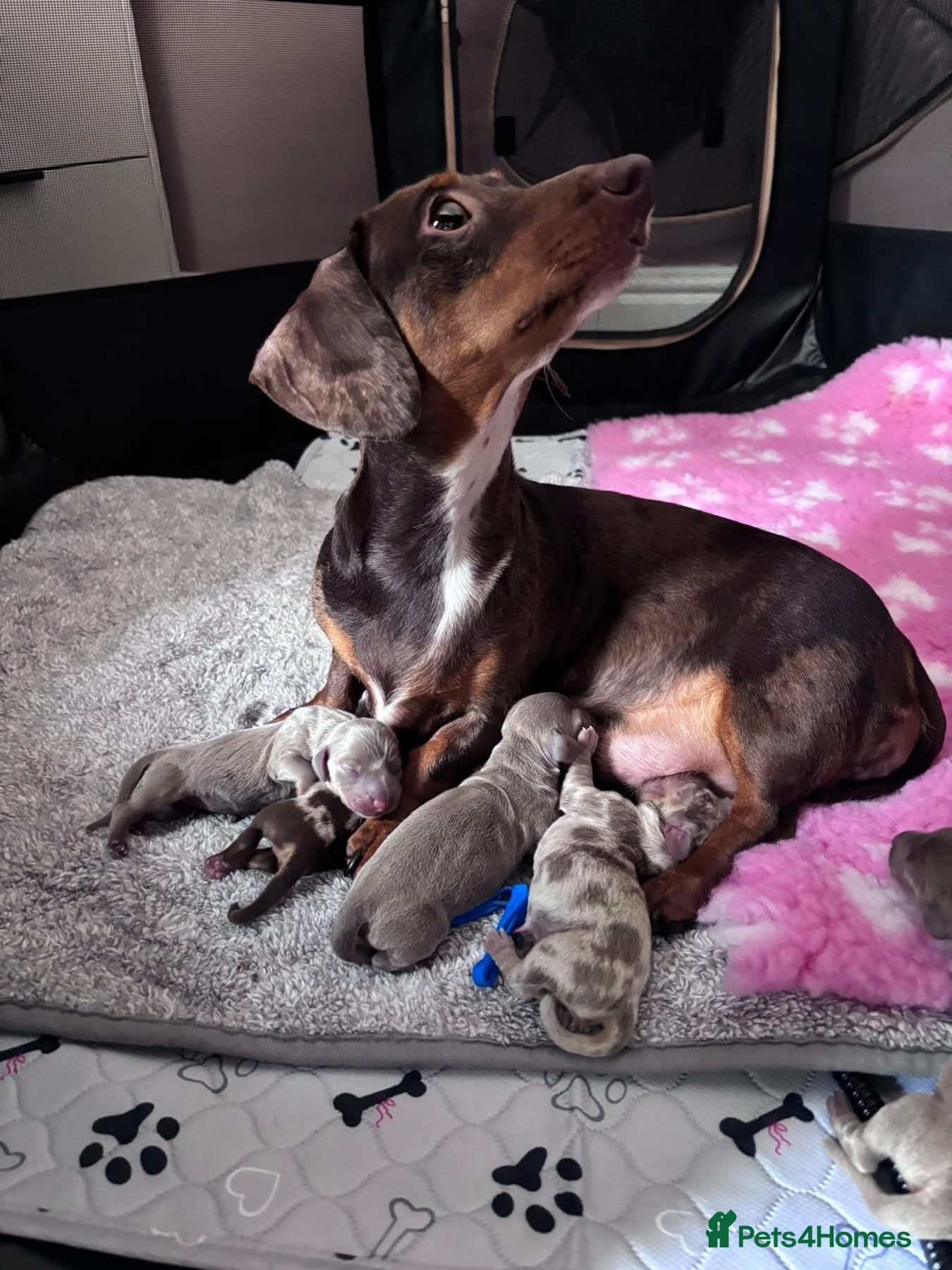 Miniature Dachshund dogs 🌟 6 GORGEOUS KC MINIATURE DACHSHUNDS FOR SALE - Advert 2