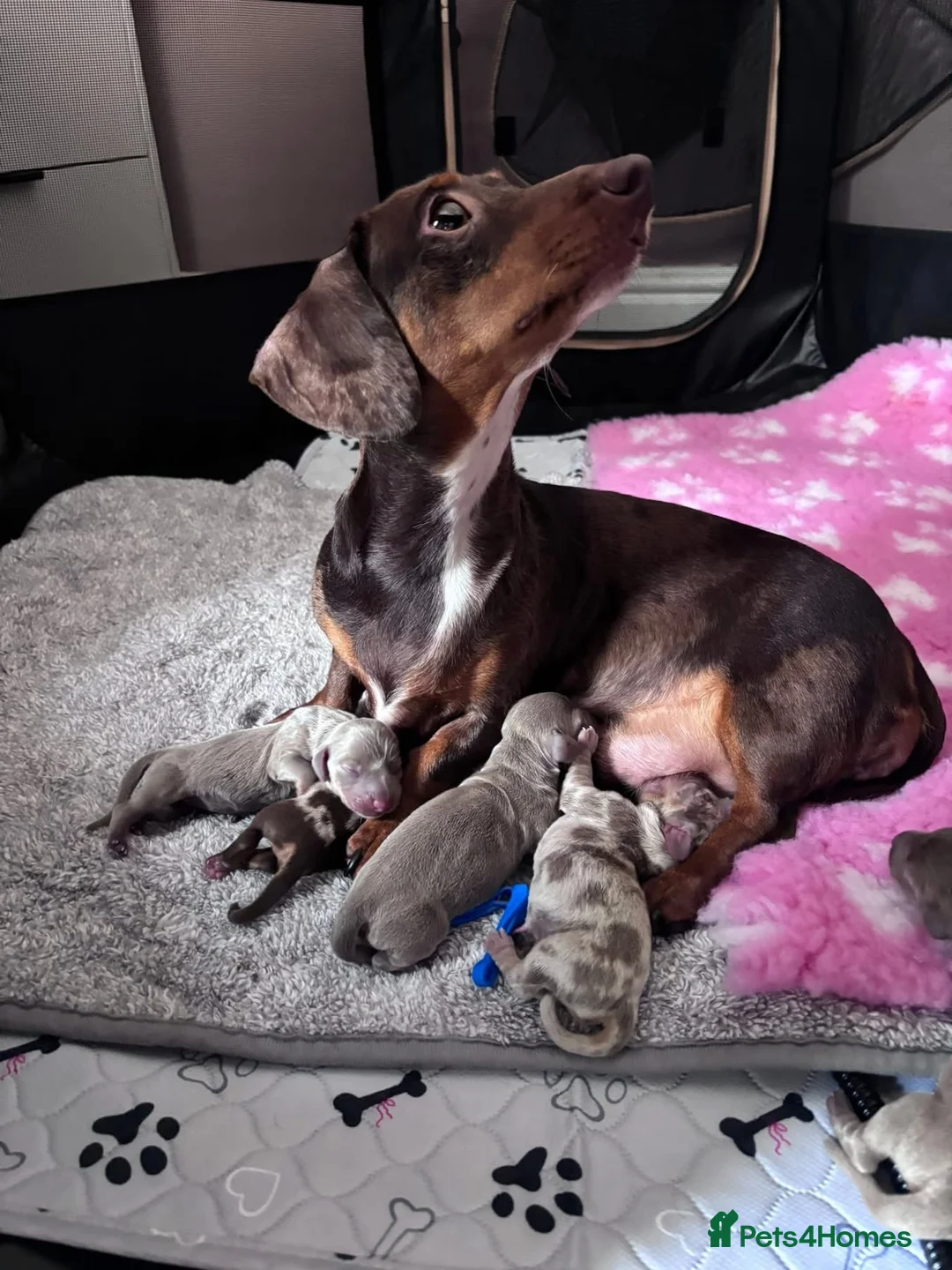 Miniature Dachshund dogs for sale: 🌟 6 GORGEOUS KC MINIATURE DACHSHUNDS FOR SALE - Advert 1