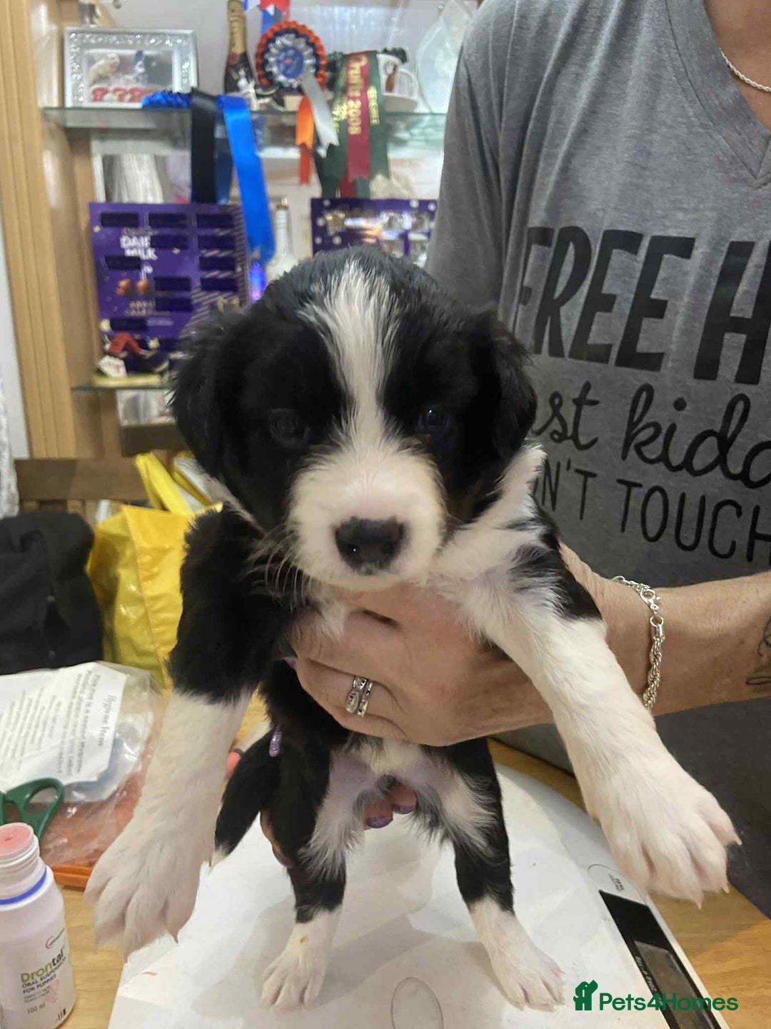 Border Collie dogs for sale: Border collie Traditional  long haired - Advert 2