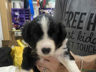 Border Collie dogs Border collie Traditional long haired - Advert 6