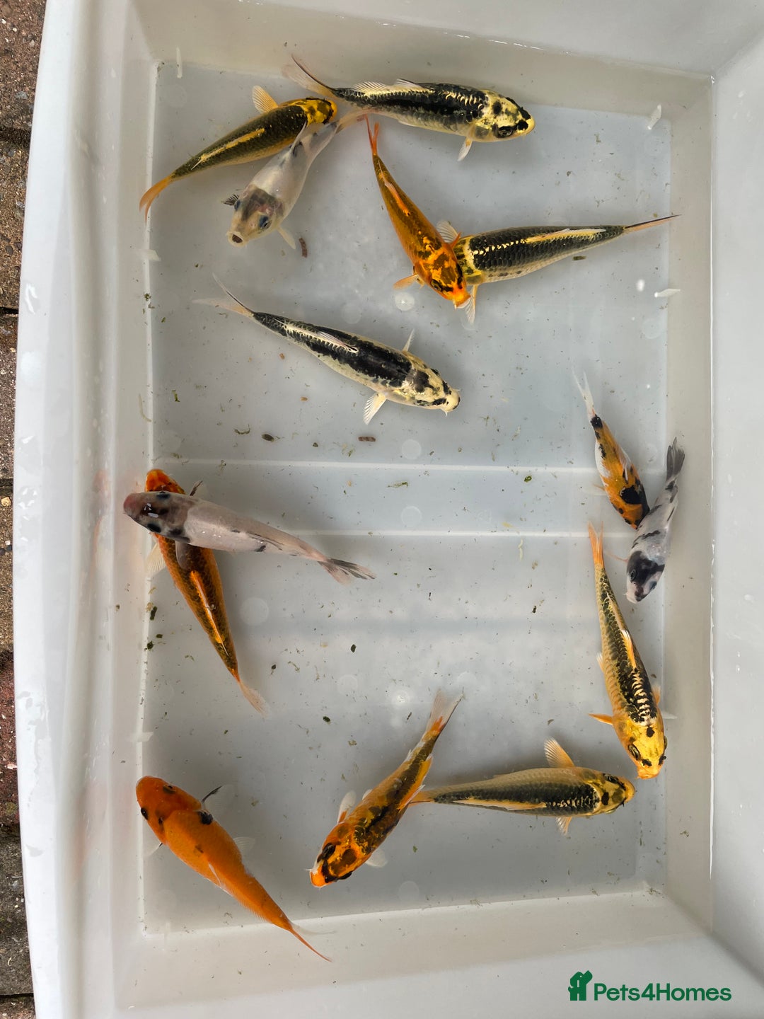 Koi Carp fish for sale: 💥QUALITY KOI CARP COLOURFUL NICE SELECTION💥 - Image 14