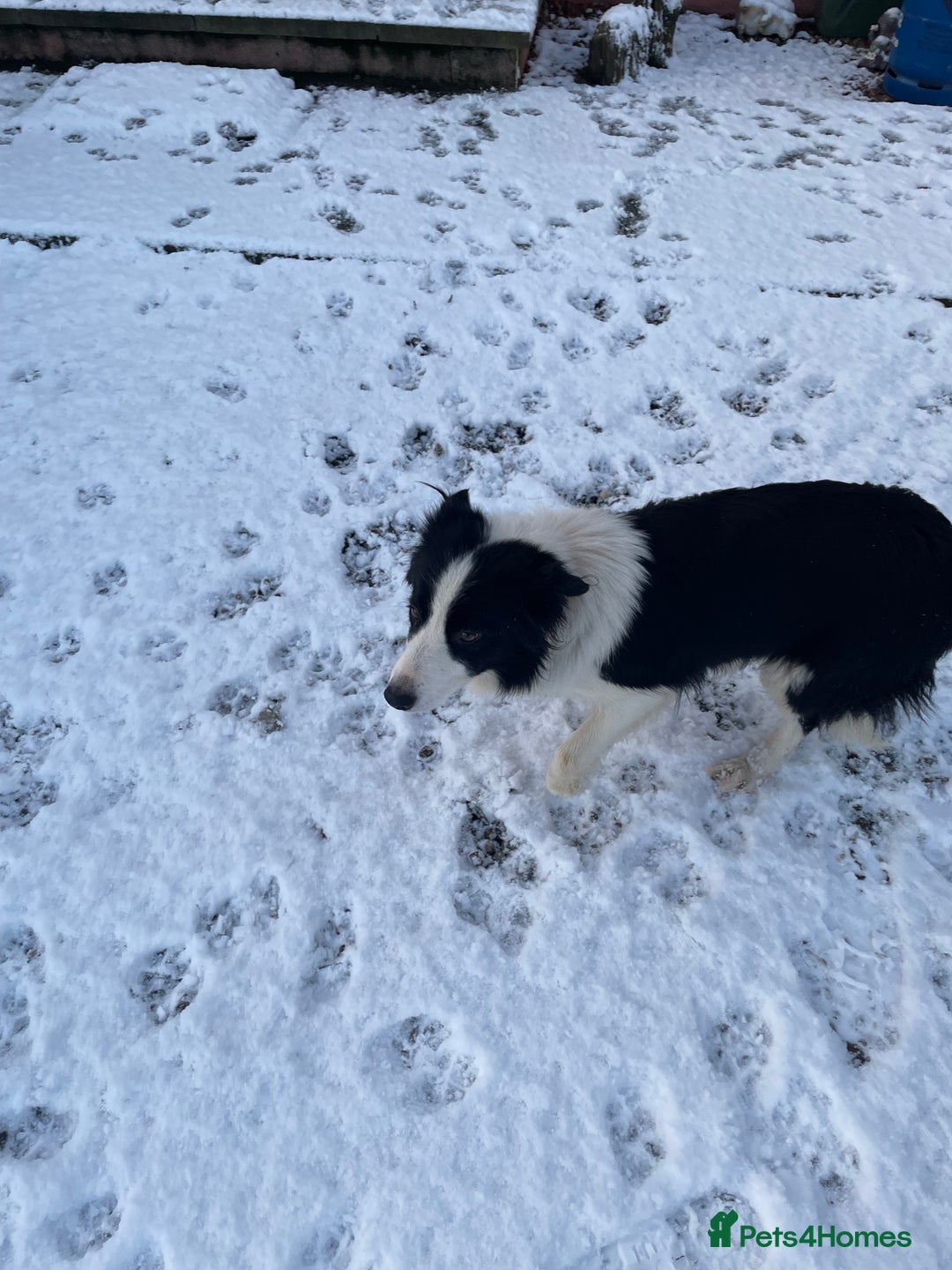 Border Collie dogs for sale: Working Border Collie Pups - Advert 1