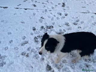 Border Collie dogs Working Border Collie Pups - Advert 1