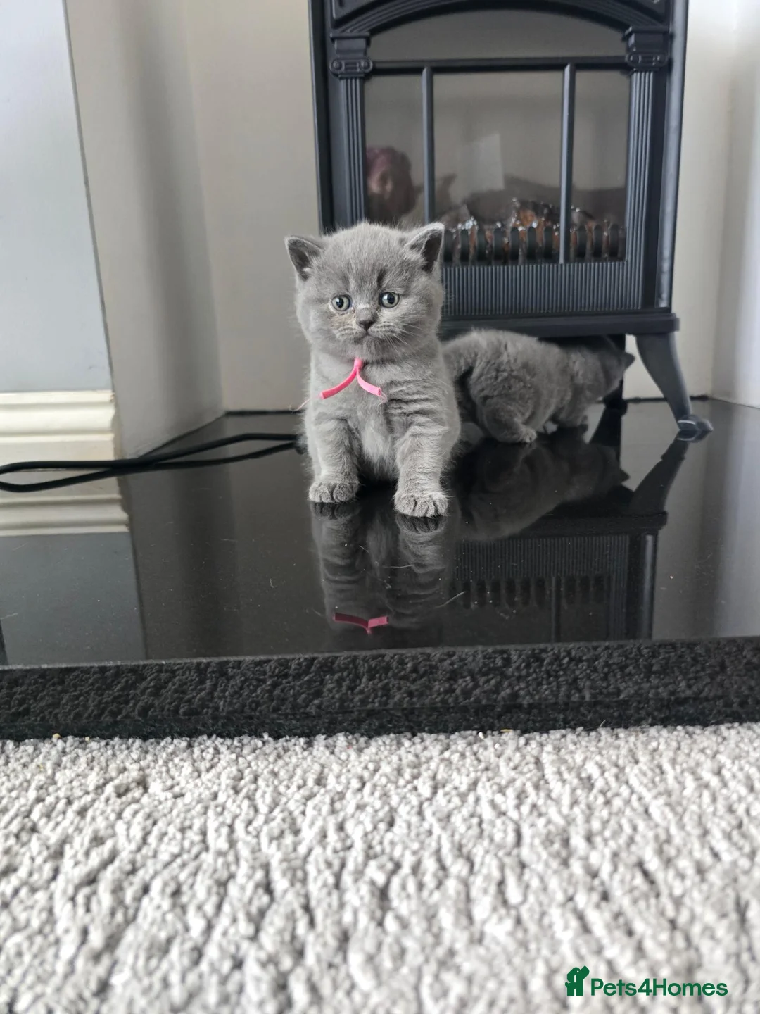 British Shorthair cats for sale: Stunning Full British Shorthair Kittens Available - Advert 2
