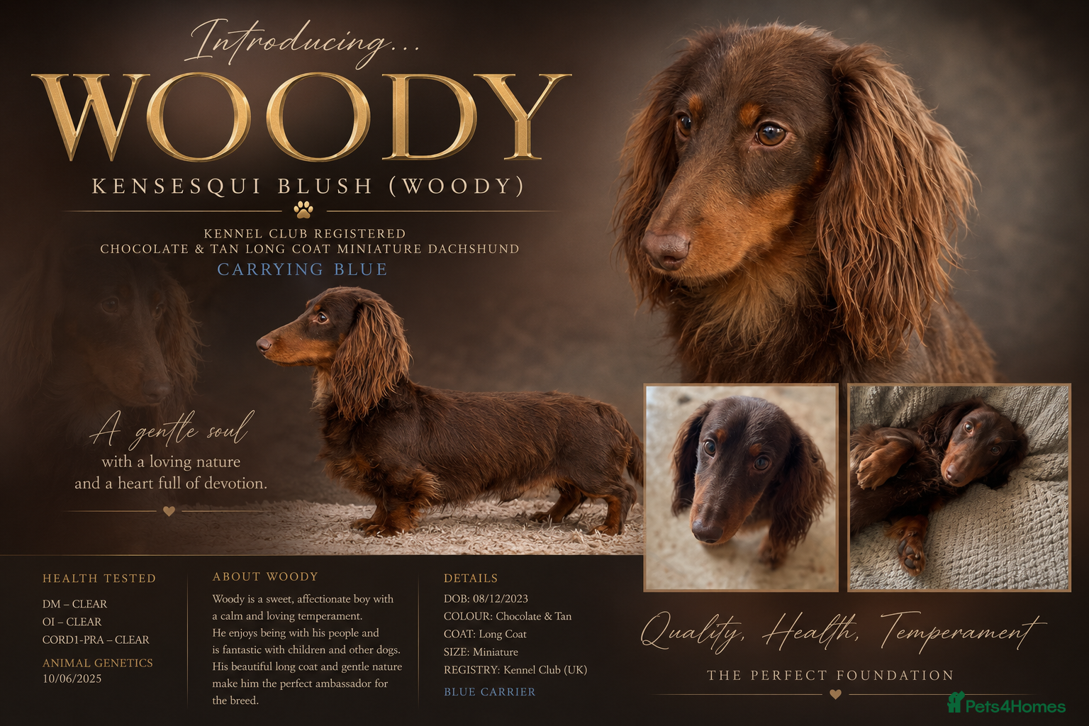 Miniature Dachshund dogs  Stunning chocolate and tan boy - Advert 9