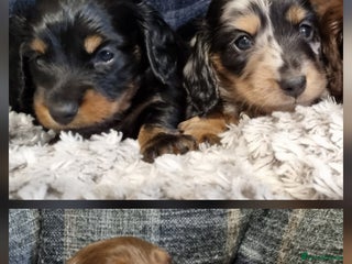 Miniature Dachshund dogs 🐾💙💖KC Reg. PRA Clear LH Mini Dachshunds💖💙🐾 - Advert 18