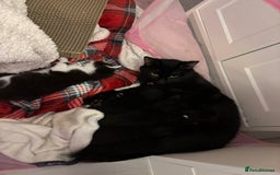 Domestic Shorthair cats for sale: 3 adorable girls left! - Image 7