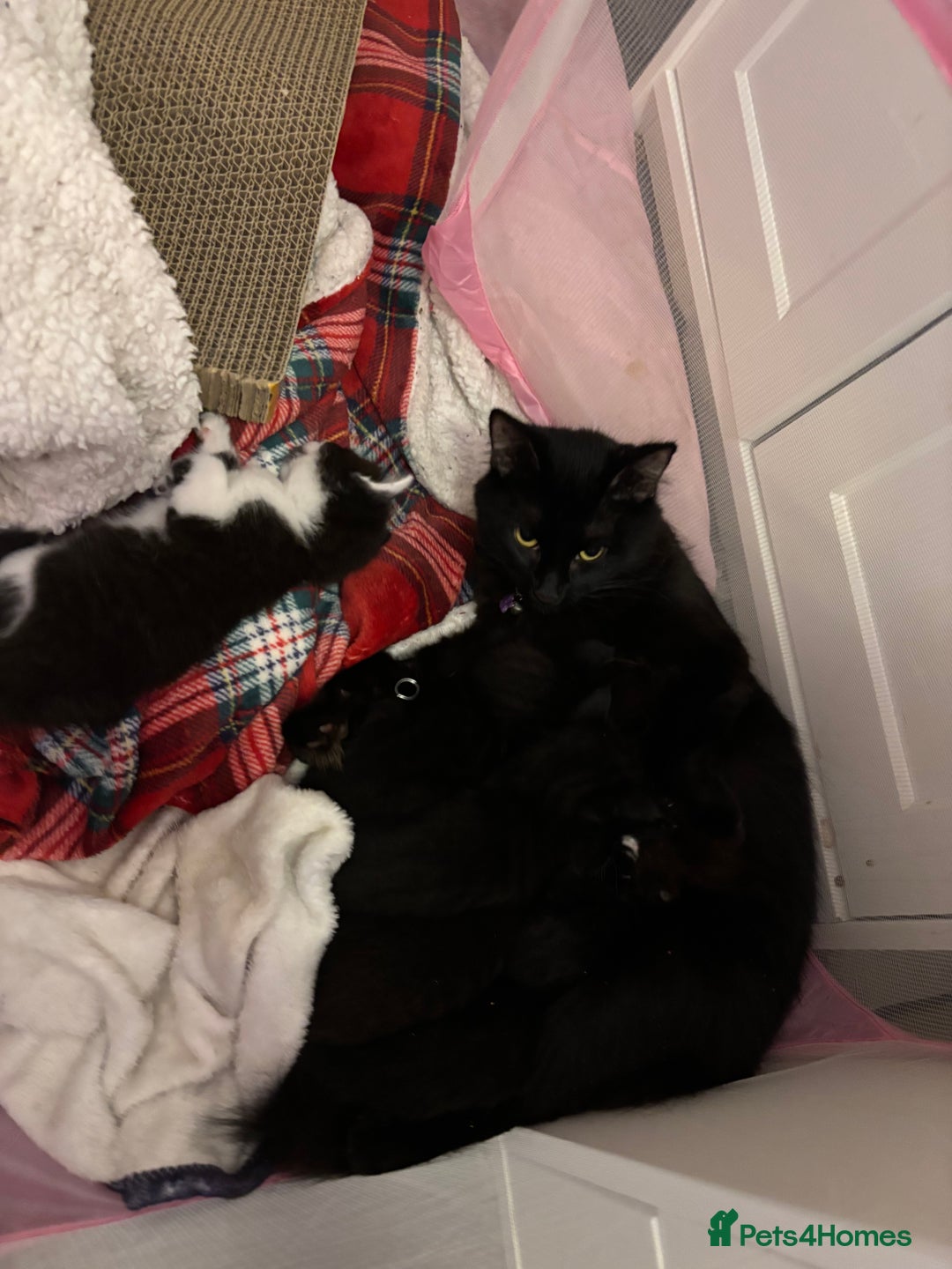 Domestic Shorthair cats for sale: 3 adorable girls left! - Image 7