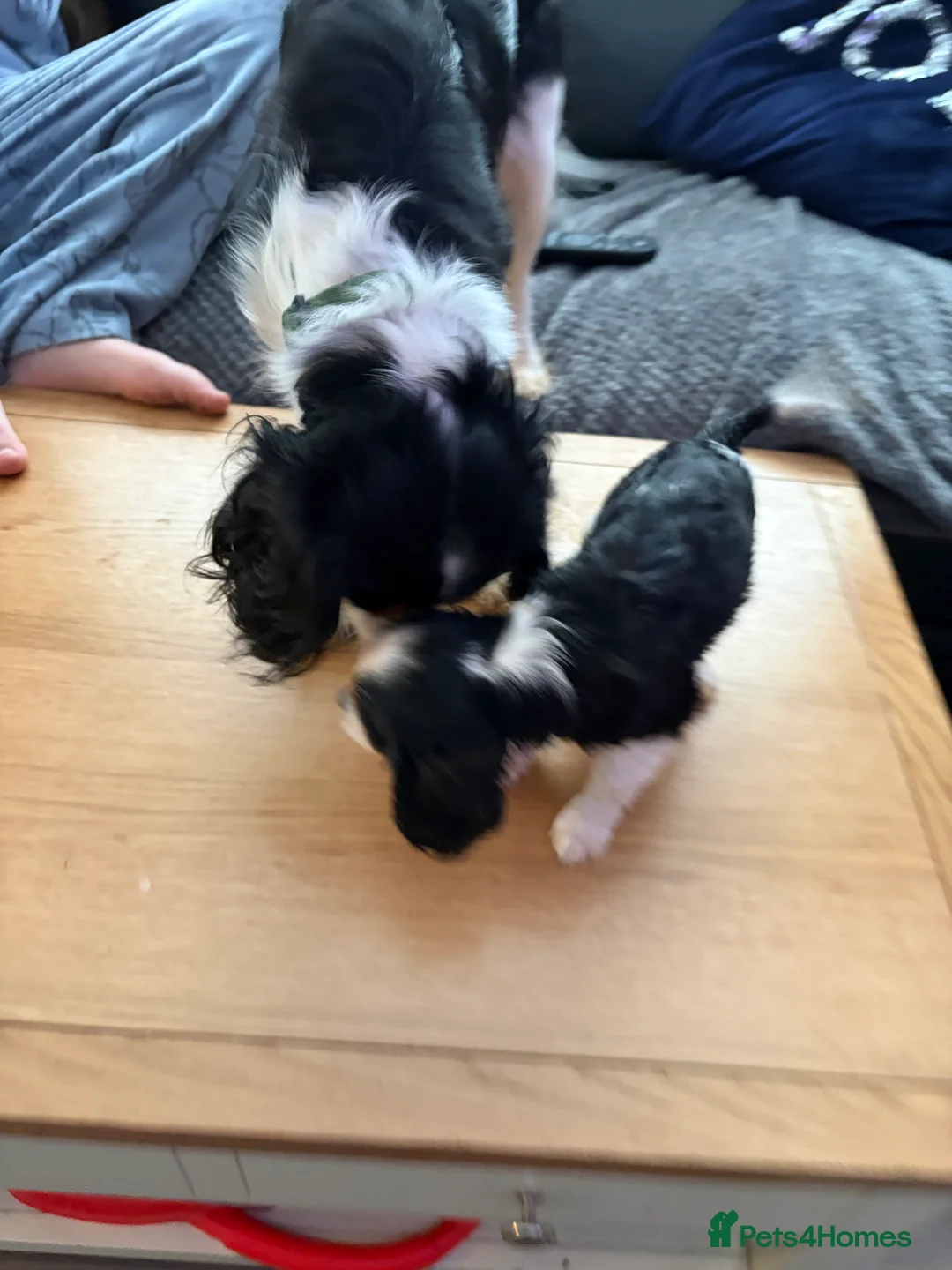 Cavalier King Charles Spaniel dogs for sale: Cavalier King Charles puppies  - Advert 4