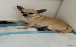 Chihuahua dogs for sale: Tiny chihuahua puppies  - Image 19