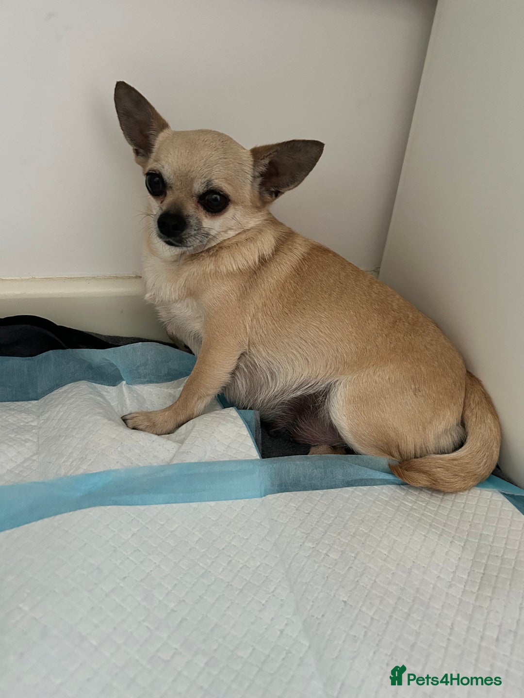 Chihuahua dogs for sale: Tiny chihuahua puppies  - Image 19