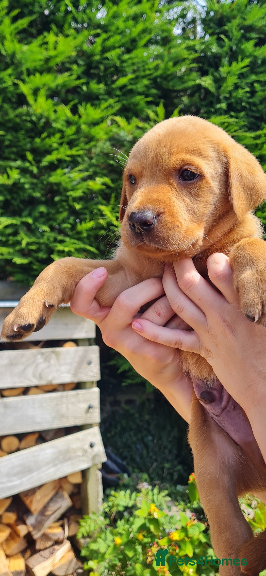 Labrador Retriever dogs for sale: Labrador puppies  - Image 8