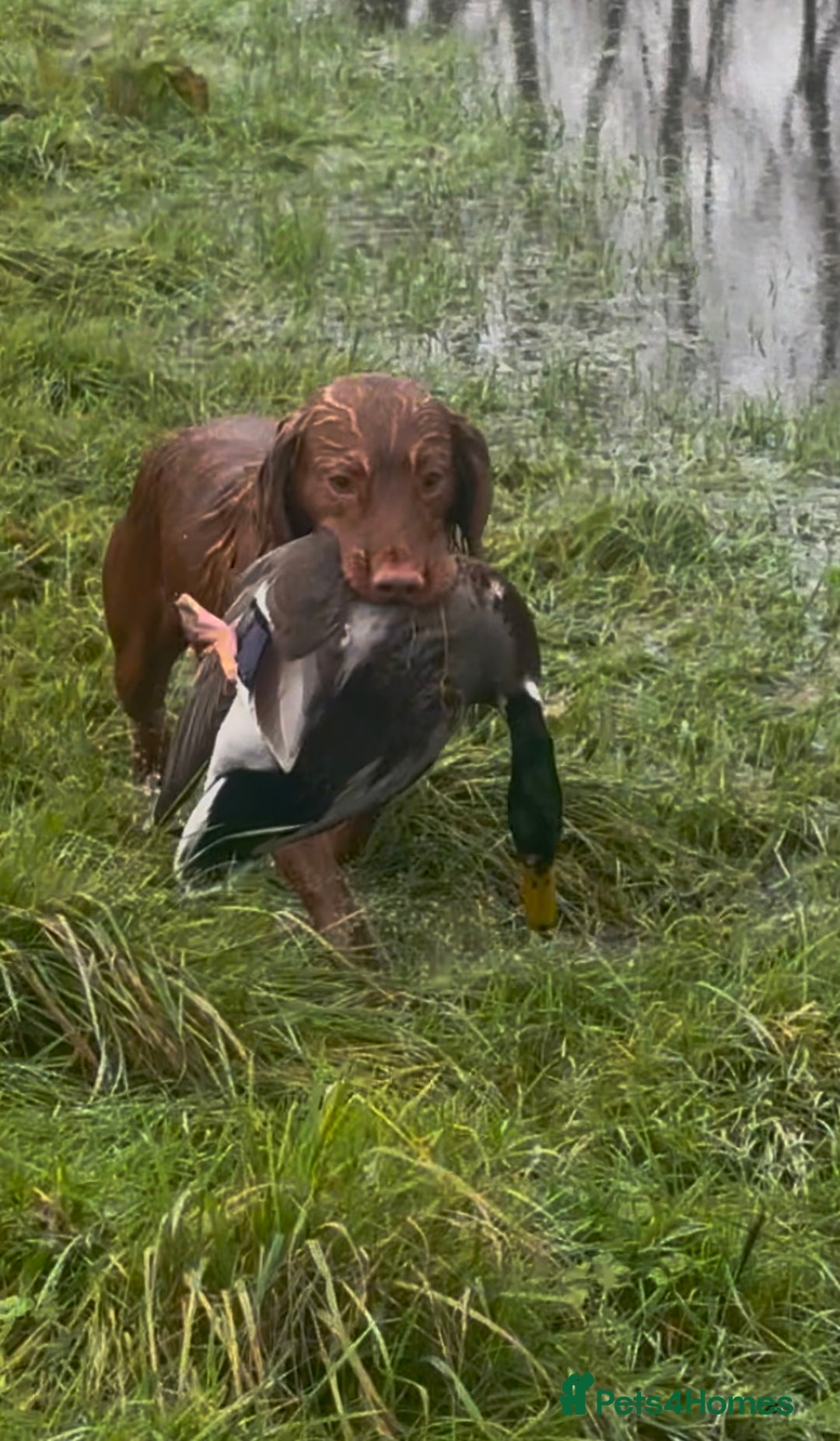 Cocker Spaniel dogs for stud: Health tested working cocker spaniel  in Devizes - Image 10