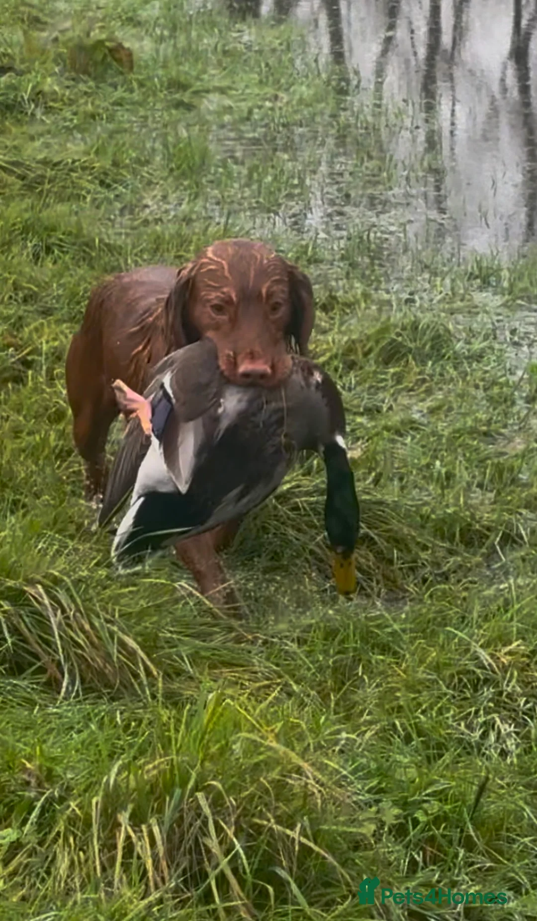 Cocker Spaniel dogs for stud: Health tested working cocker spaniel  in Devizes - Advert 4