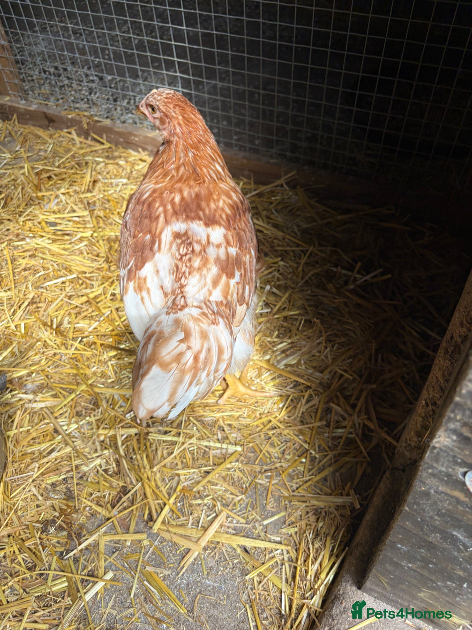 Chickens poultry for sale: 3 Beautiful Isa Brown Pullets - Advert 6
