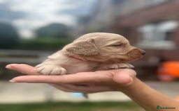 Cockapoo dogs for sale: Stunning f1b cockapoo puppies!!  - Image 25