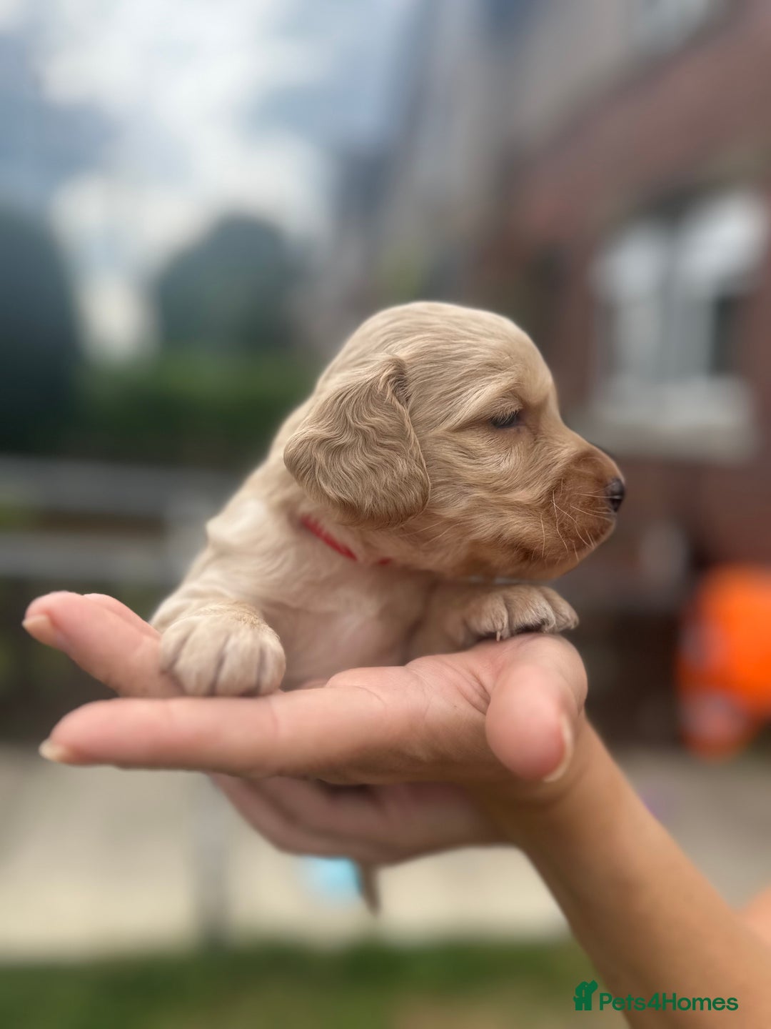 Cockapoo dogs for sale: Stunning f1b cockapoo puppies!!  - Image 25