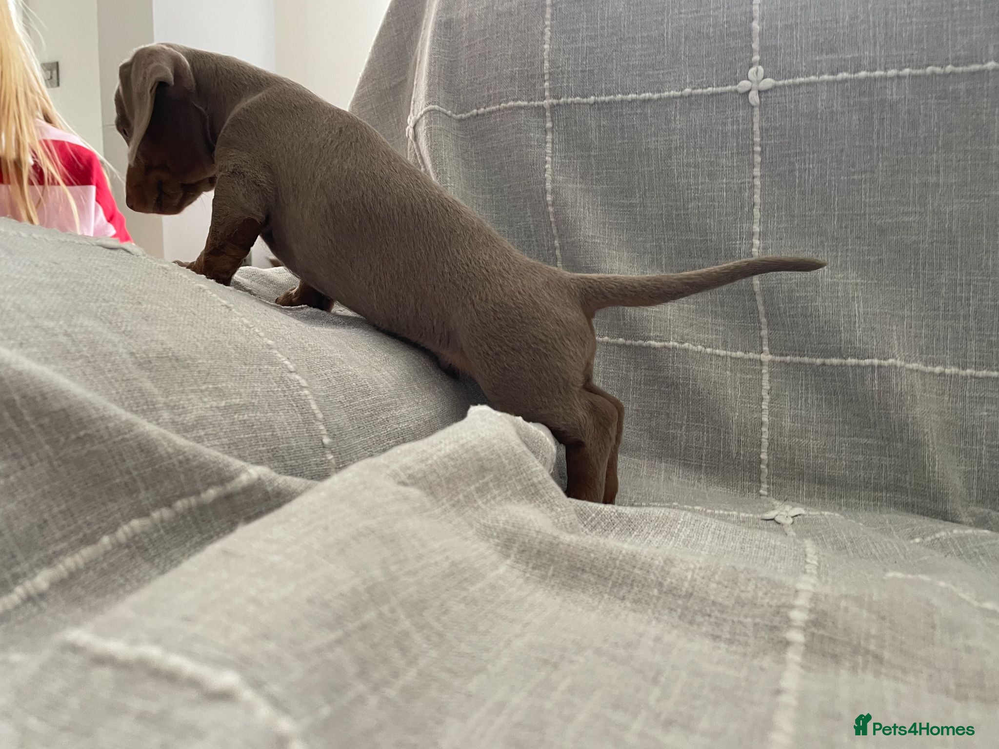 Dachshund dogs Miniature Dachshund Puppies - Stunning Litter - Advert 2