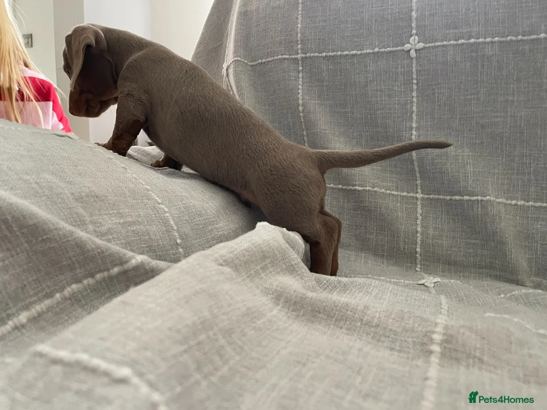 Dachshund dogs for sale: Miniature Dachshund Puppies - Stunning Litter - Advert 2