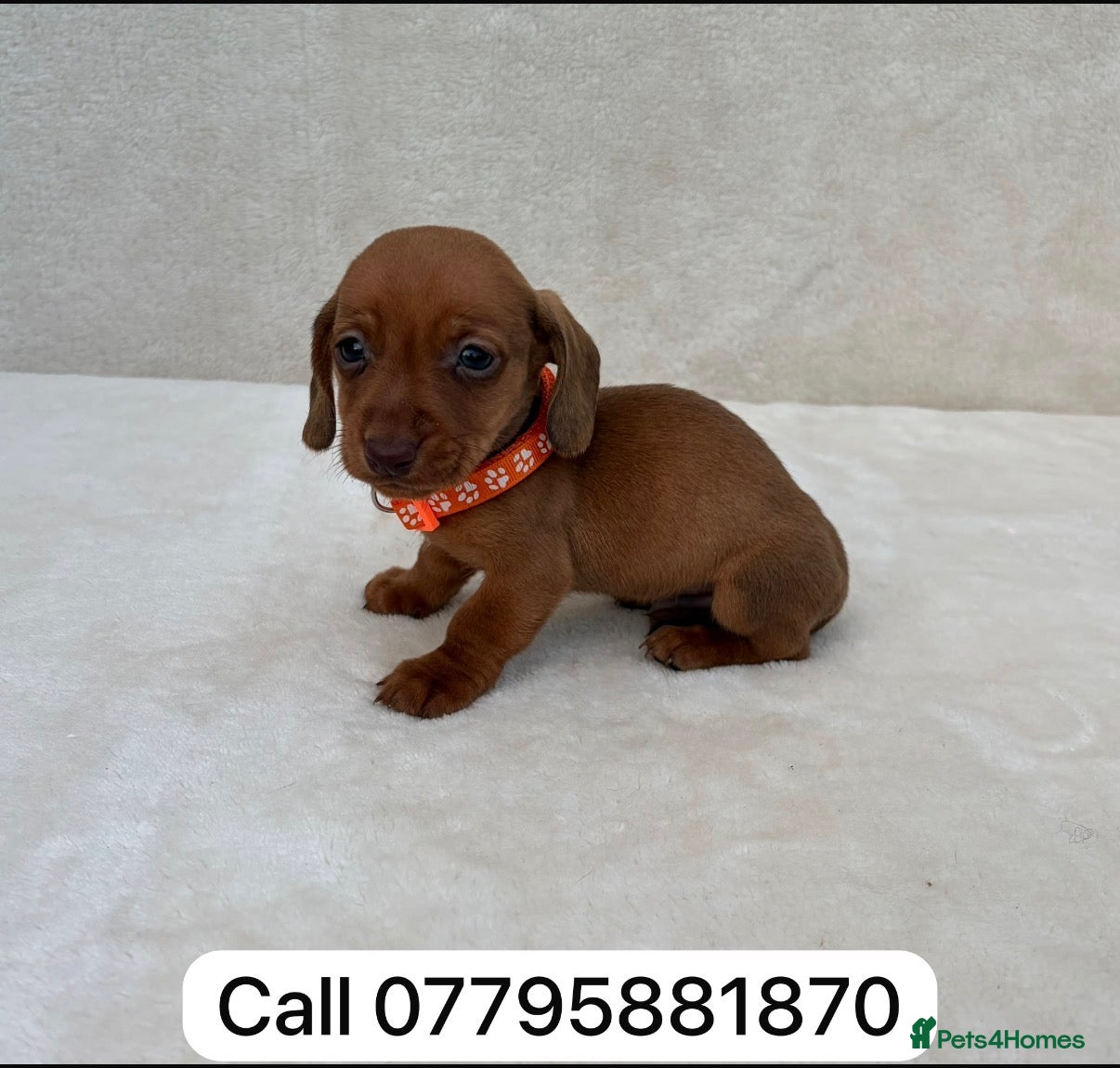 Miniature Dachshund dogs Dachshund puppies 3 boys 3 girls  - Advert 1