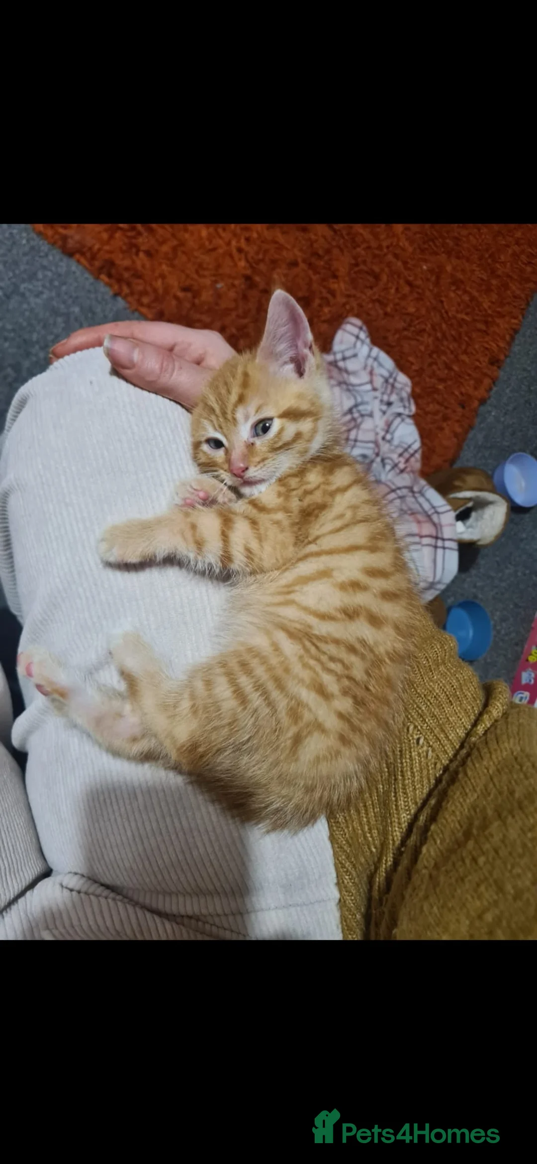 Mixed Breed cats for sale: 10 week old kittens (ready by 5th march) - Advert 23