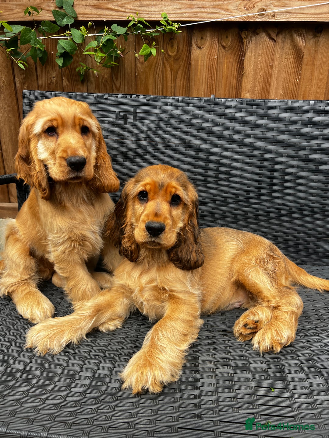 Spaniel Puppy Registered Cocker Spaniel Breeders Kc Registered