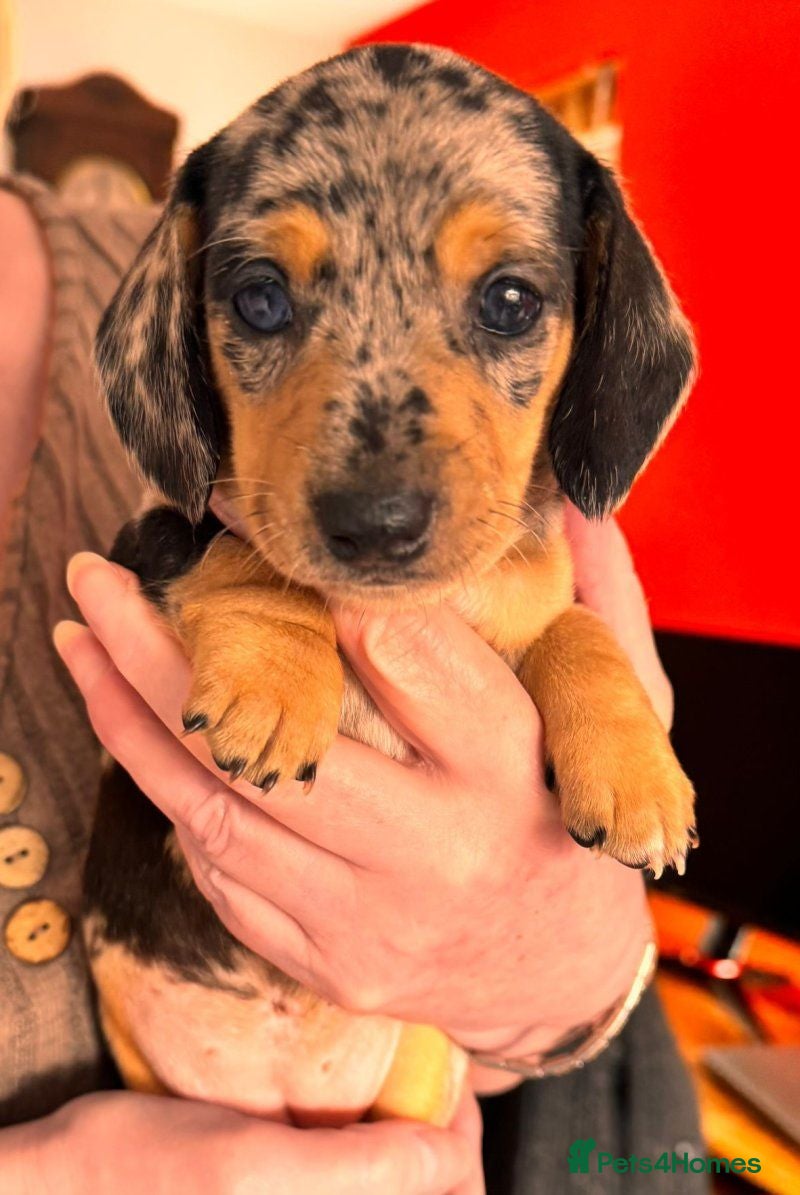 Miniature Dachshund dogs Adorable Miniature Dachshund Puppies. - Advert 14
