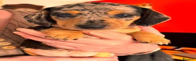 Miniature Dachshund 2