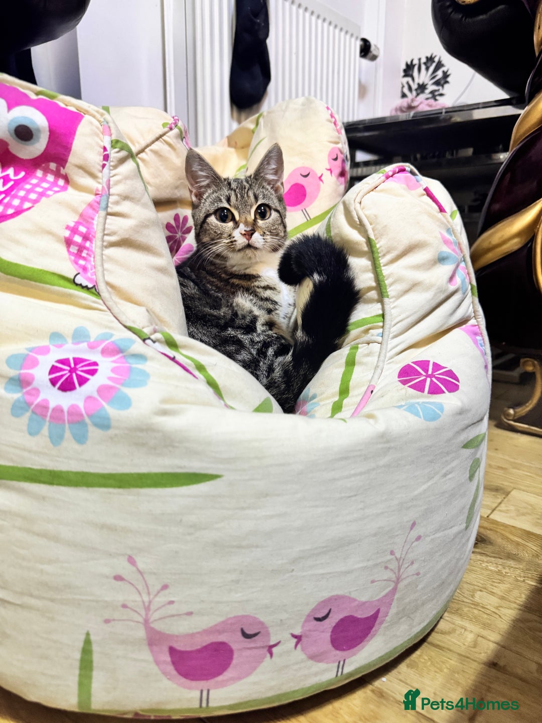 Mixed Breed cats for sale: Two Bonded Male Kittens – Neutered, Indoor - Advert 3