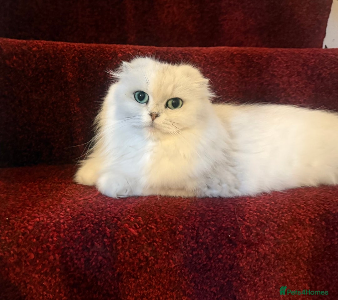 Scottish Fold cats for sale: Loyal girl  - Advert 2