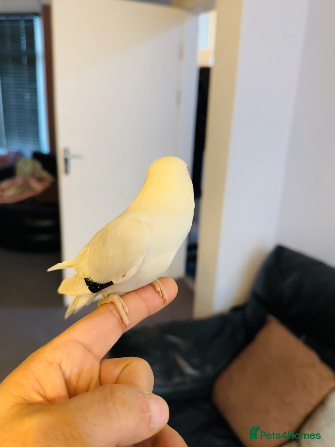 Lovebirds birds for sale: Hand-Reared, Tamed 8-Week-Old Peach-Faced Lovebird - Advert 2