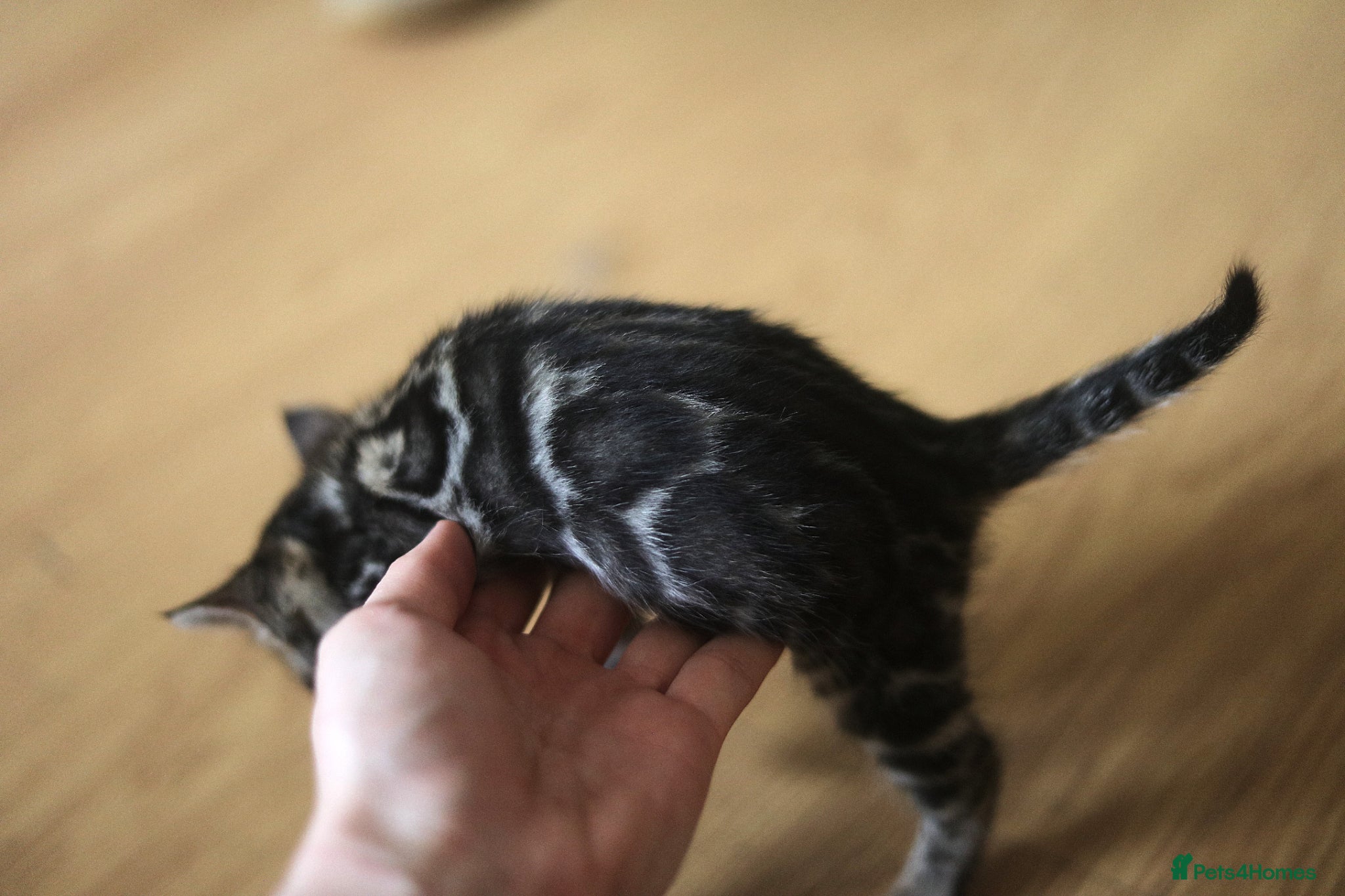 Bengal cats Unique Bloodline Bengals Tica Reg - Advert 1