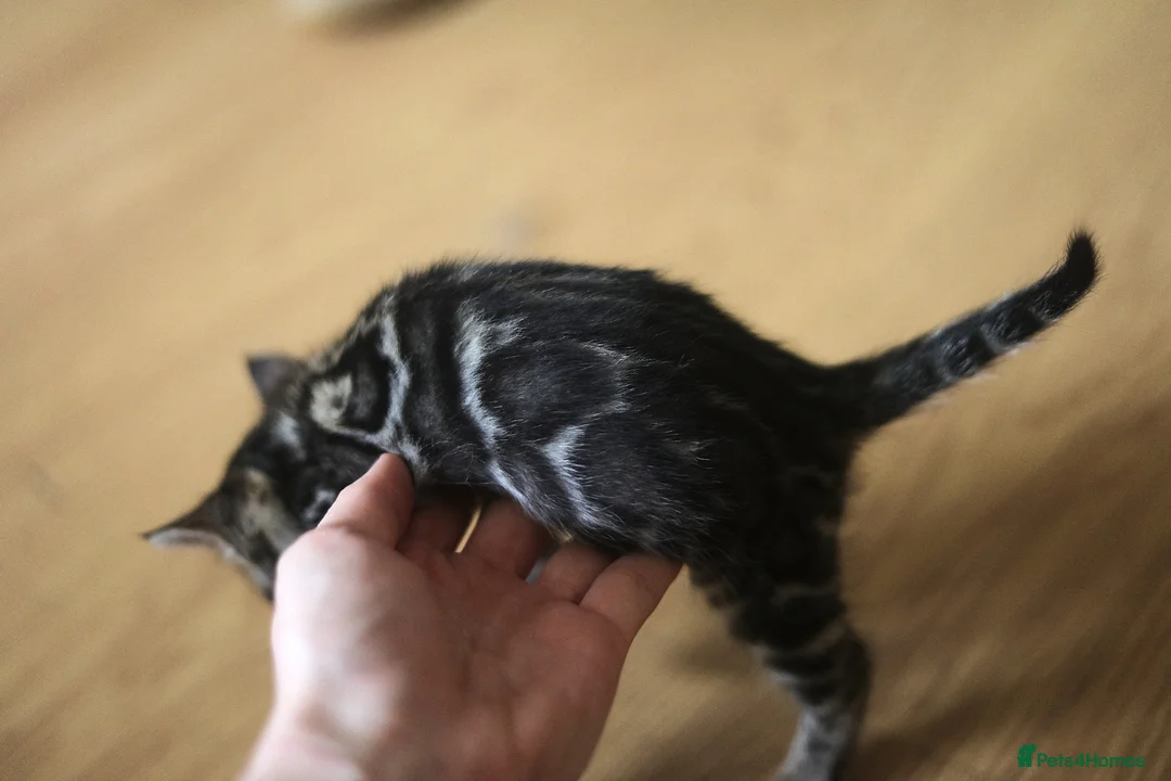 Bengal cats for sale: Unique Bloodline Bengals Tica Reg in Musselburgh - Advert 1