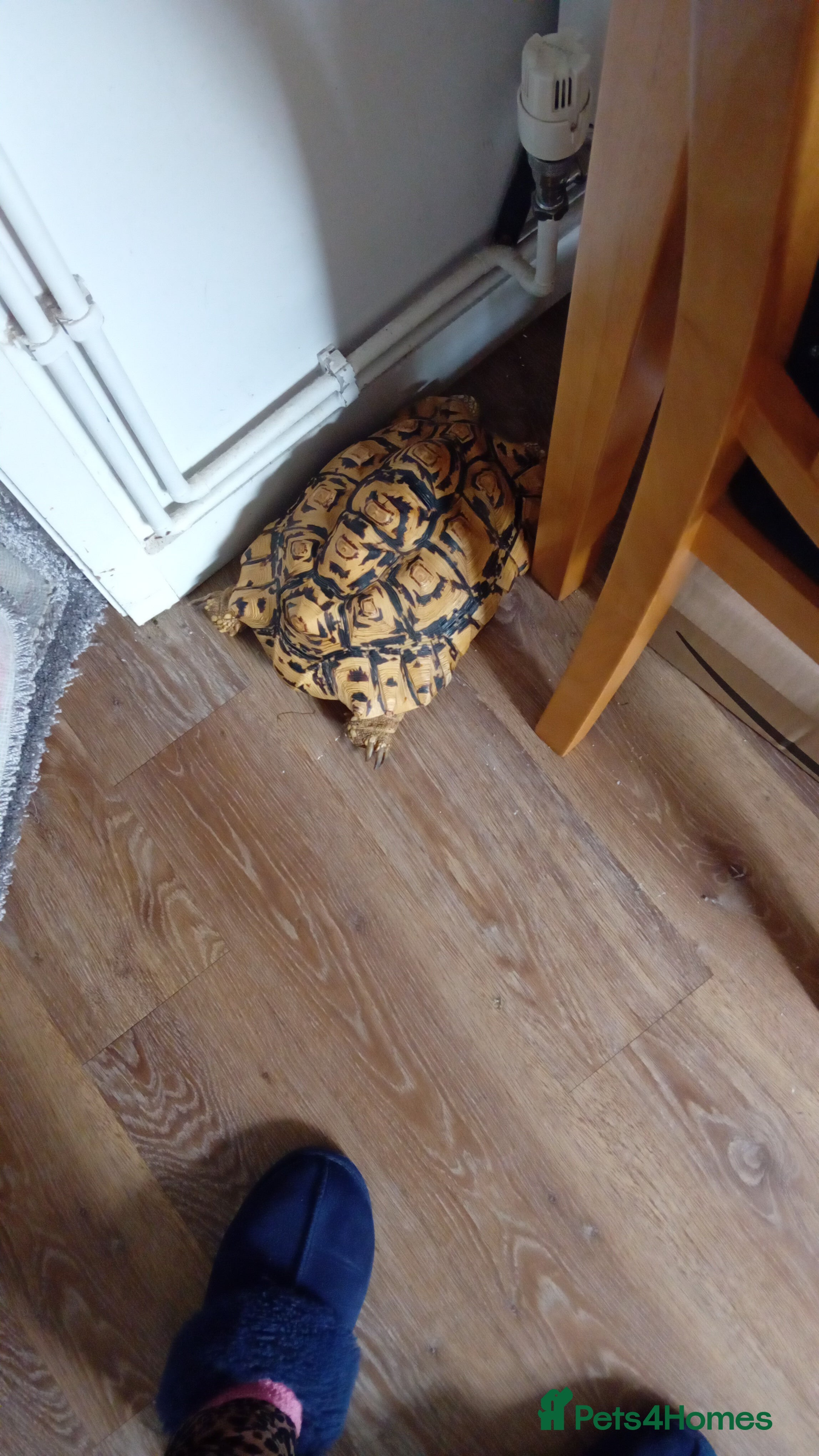 Tortoise reptiles Female leopard  tortoise - Advert 1