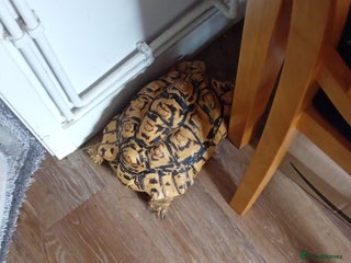 Tortoise reptiles Female leopard tortoise - Advert 1