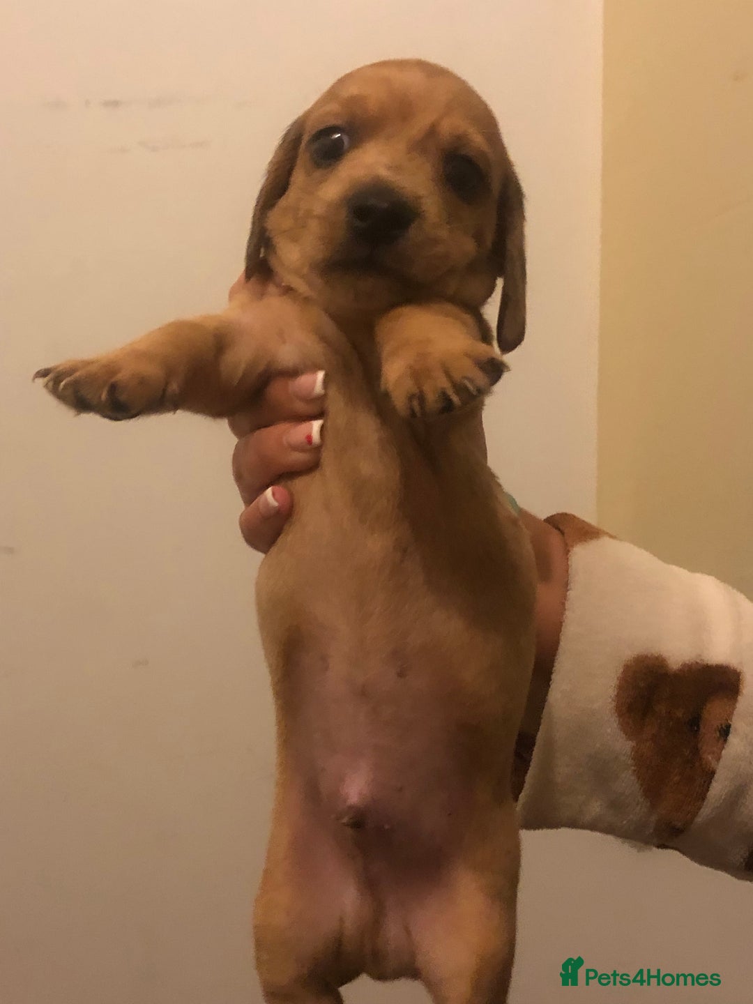 Dachshund dogs for sale: Dachshund puppies  - Image 3